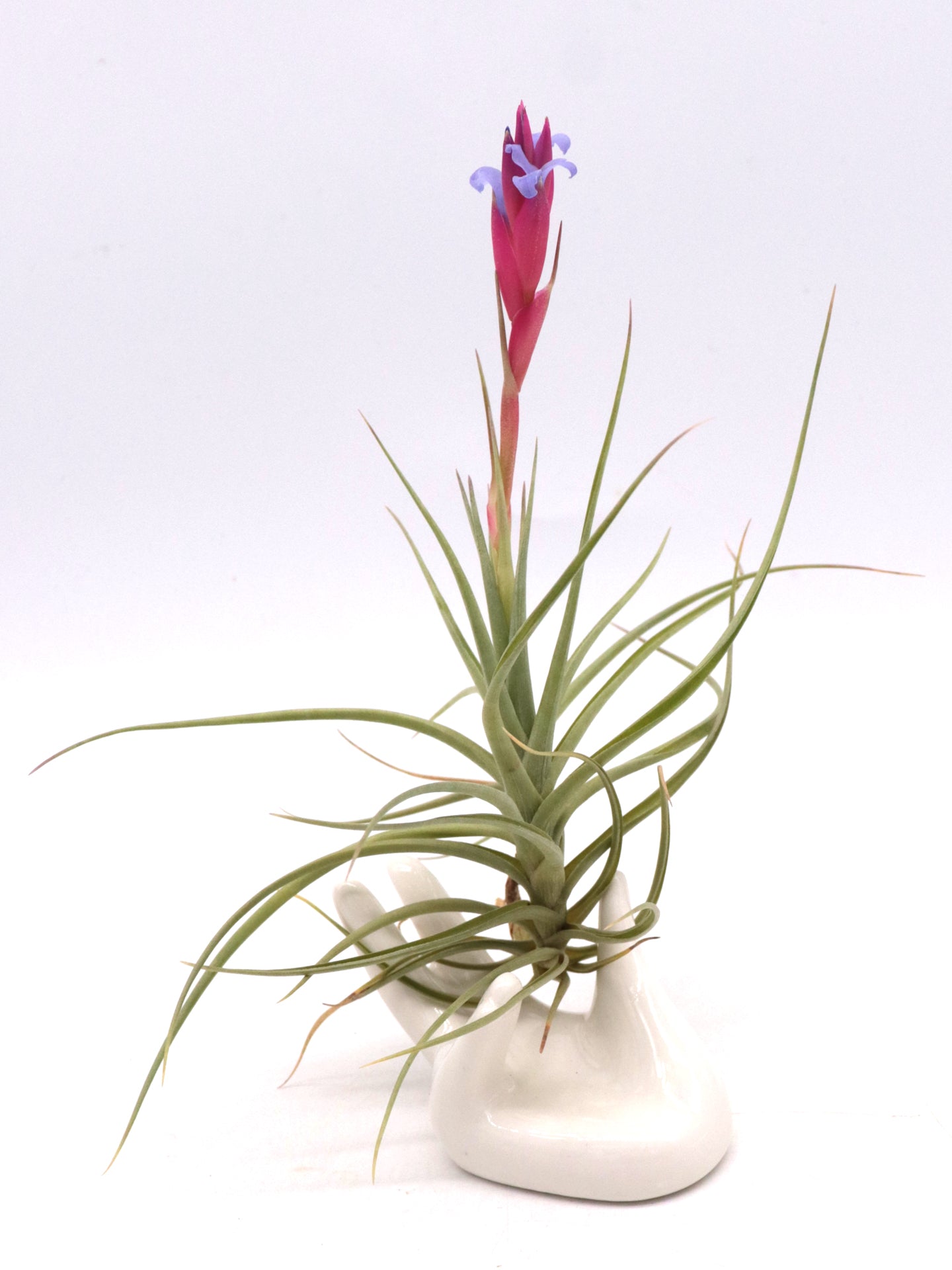 Tillandsia aeranthos