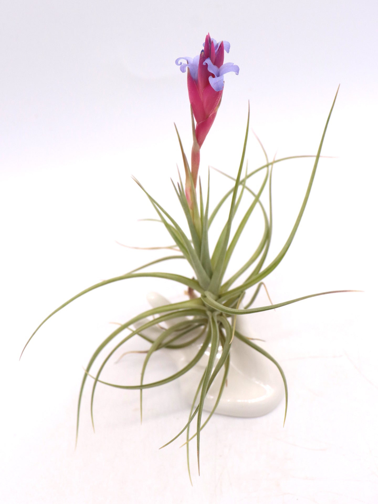 Tillandsia aeranthos