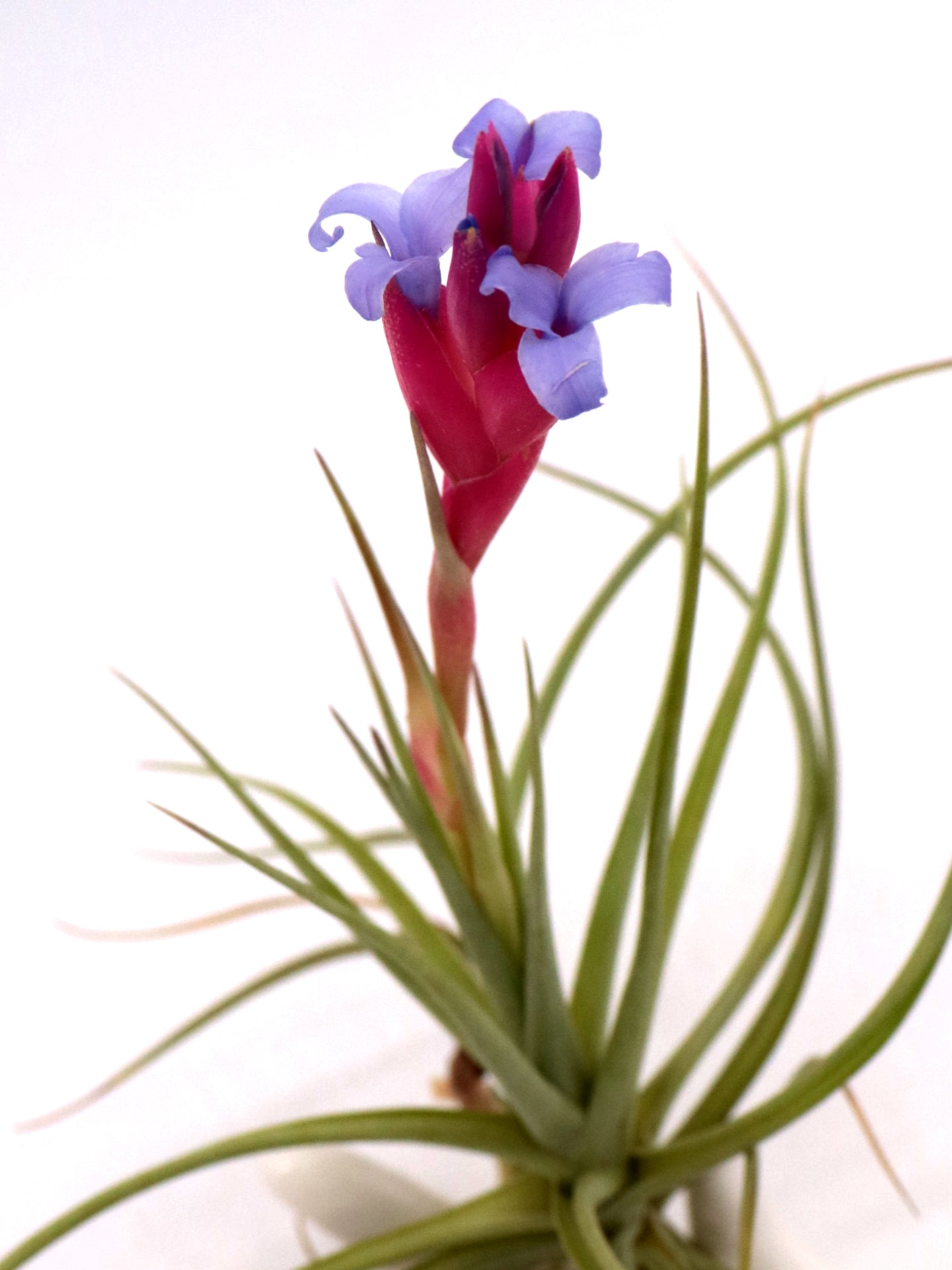 Tillandsia aeranthos