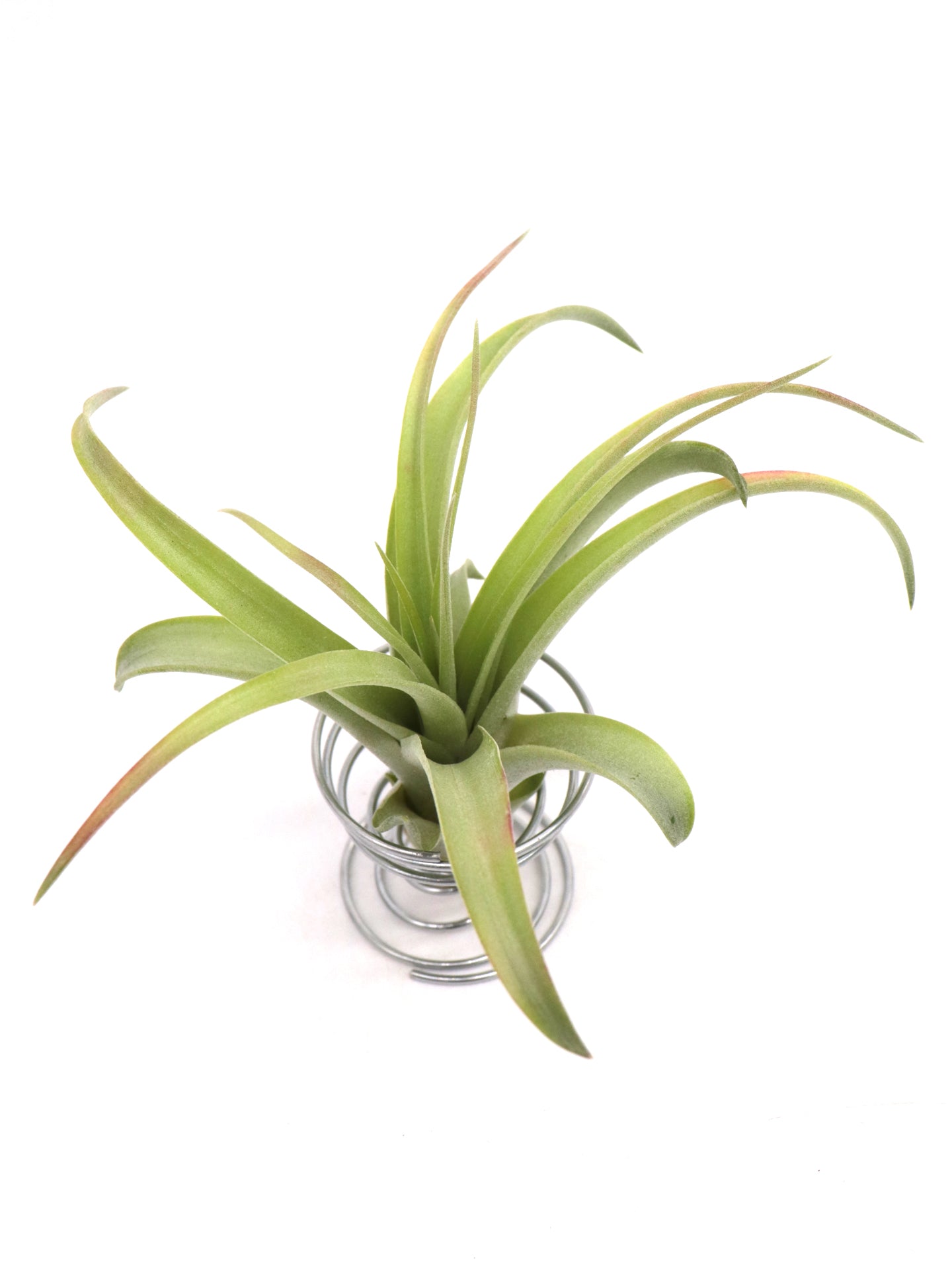 Tillandsia brachycaulos multiflora