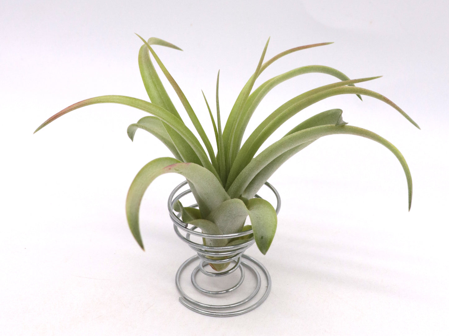 Tillandsia brachycaulos multiflora