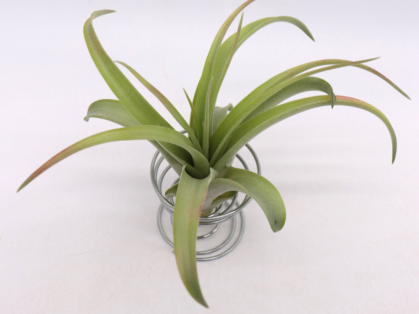 Tillandsia brachycaulos multiflora