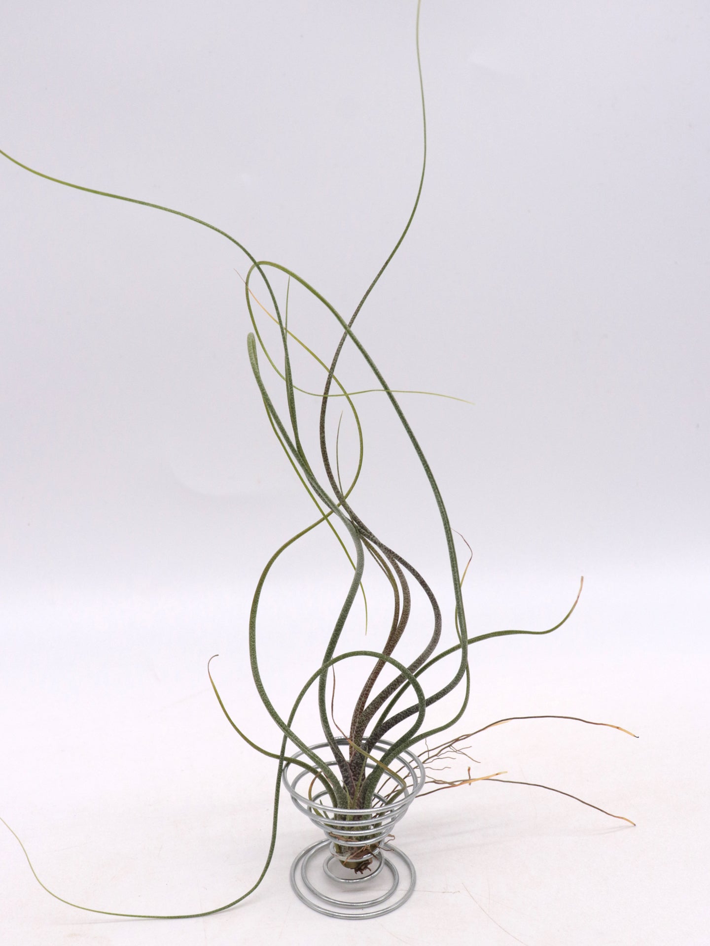 Tillandsia butzii