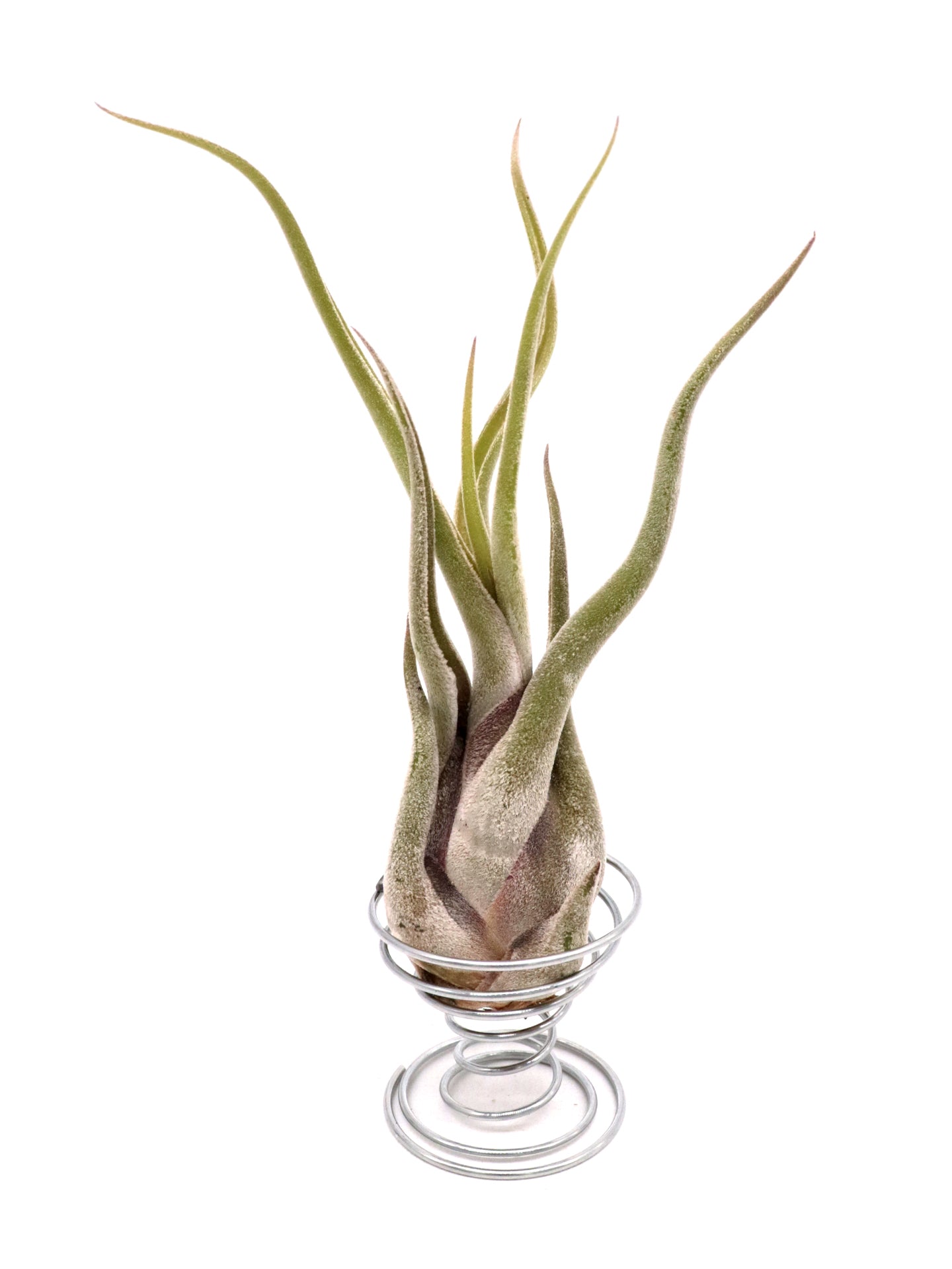 Tillandsia Caput Medusae