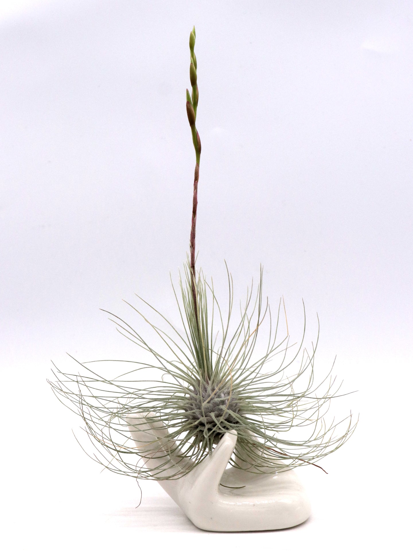 Tillandsia fuchsii gracilis