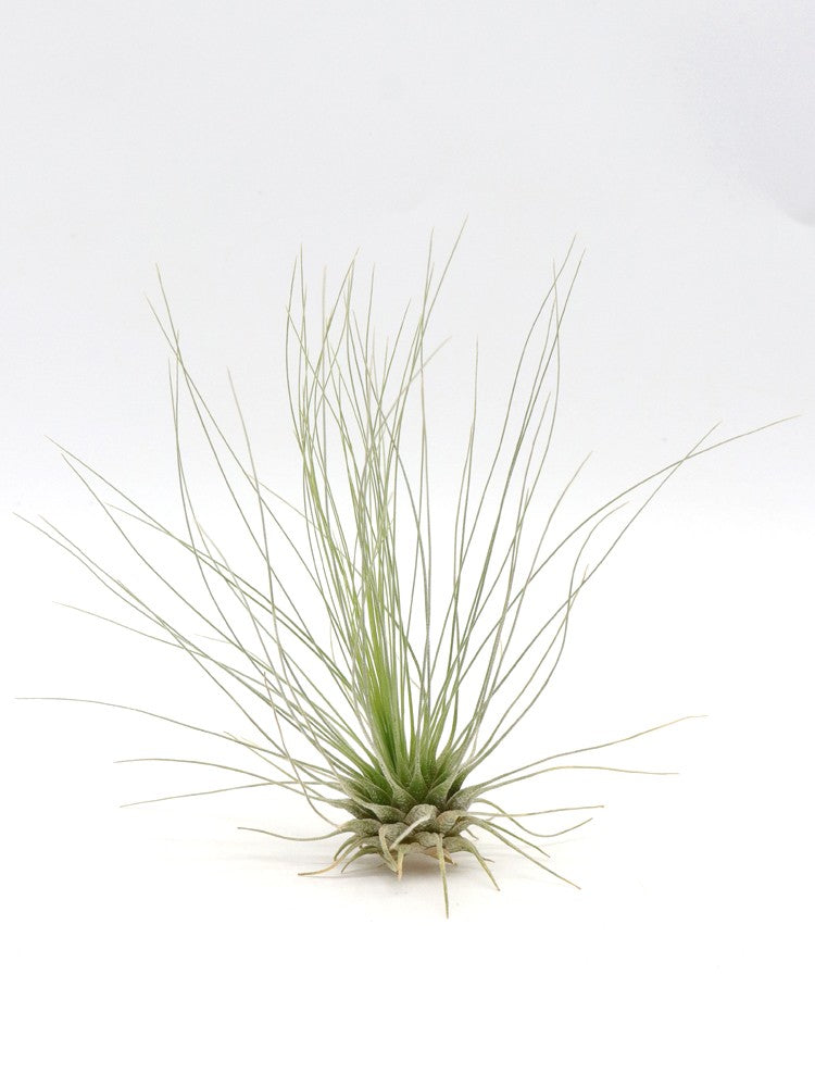 Tillandsia magnusiana