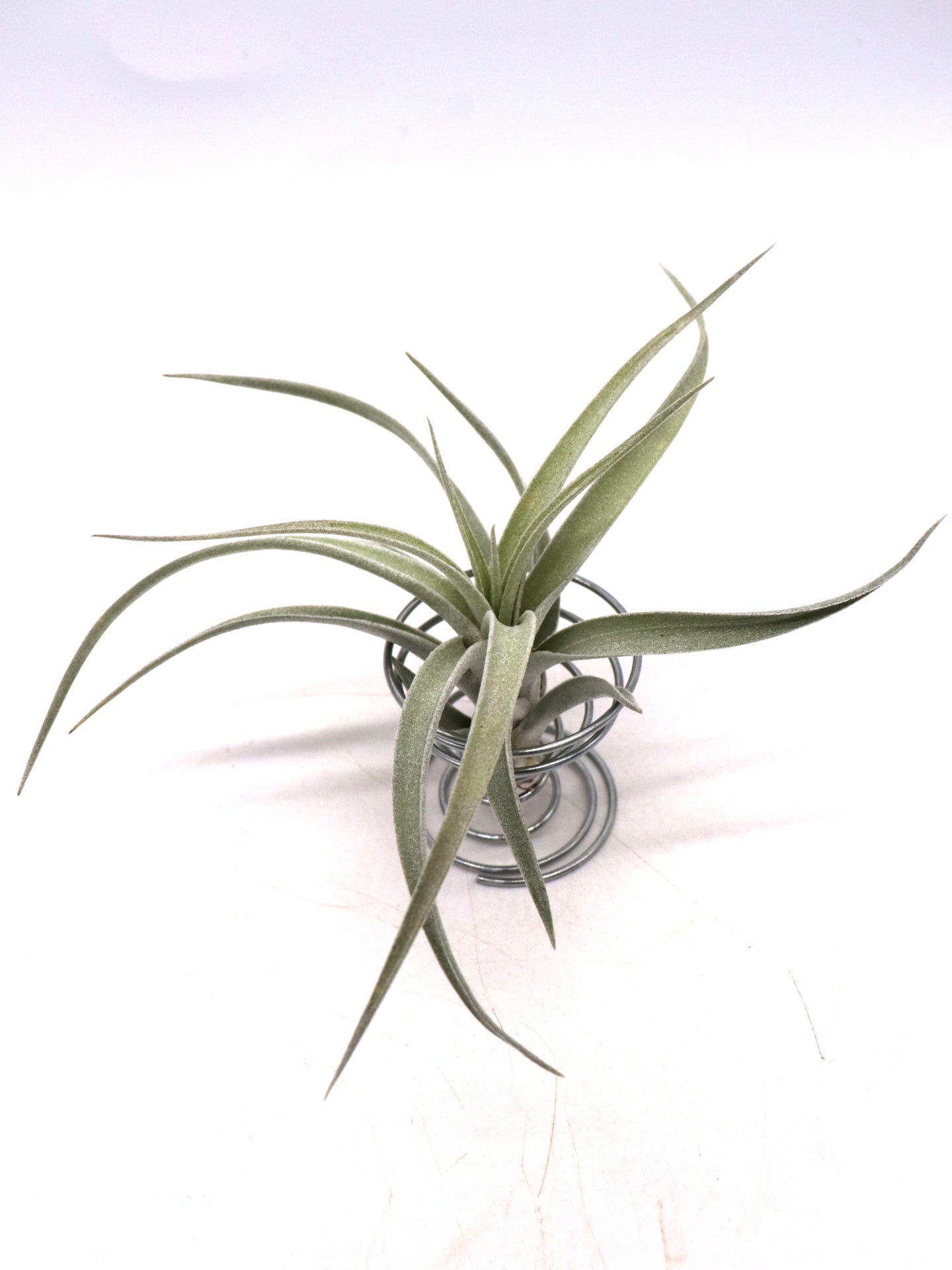 Tillandsia harrisii