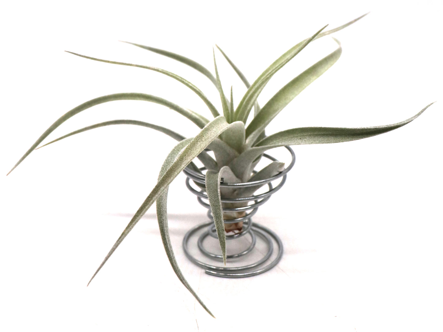 Tillandsia harrisii