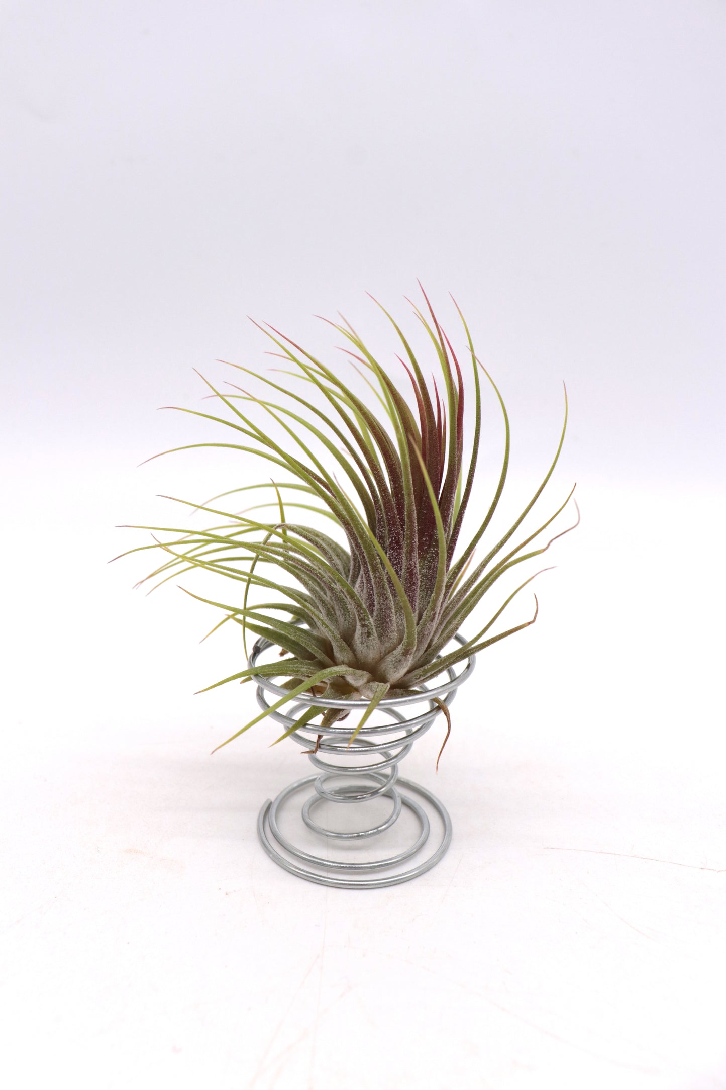 Tillandsia ionantha var. rubra