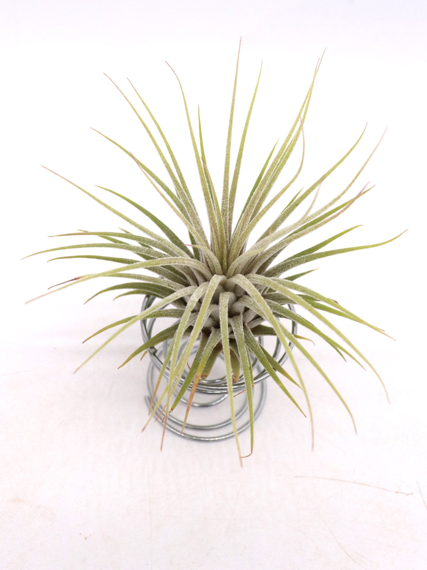 Tillandsia ionantha var. ionantha