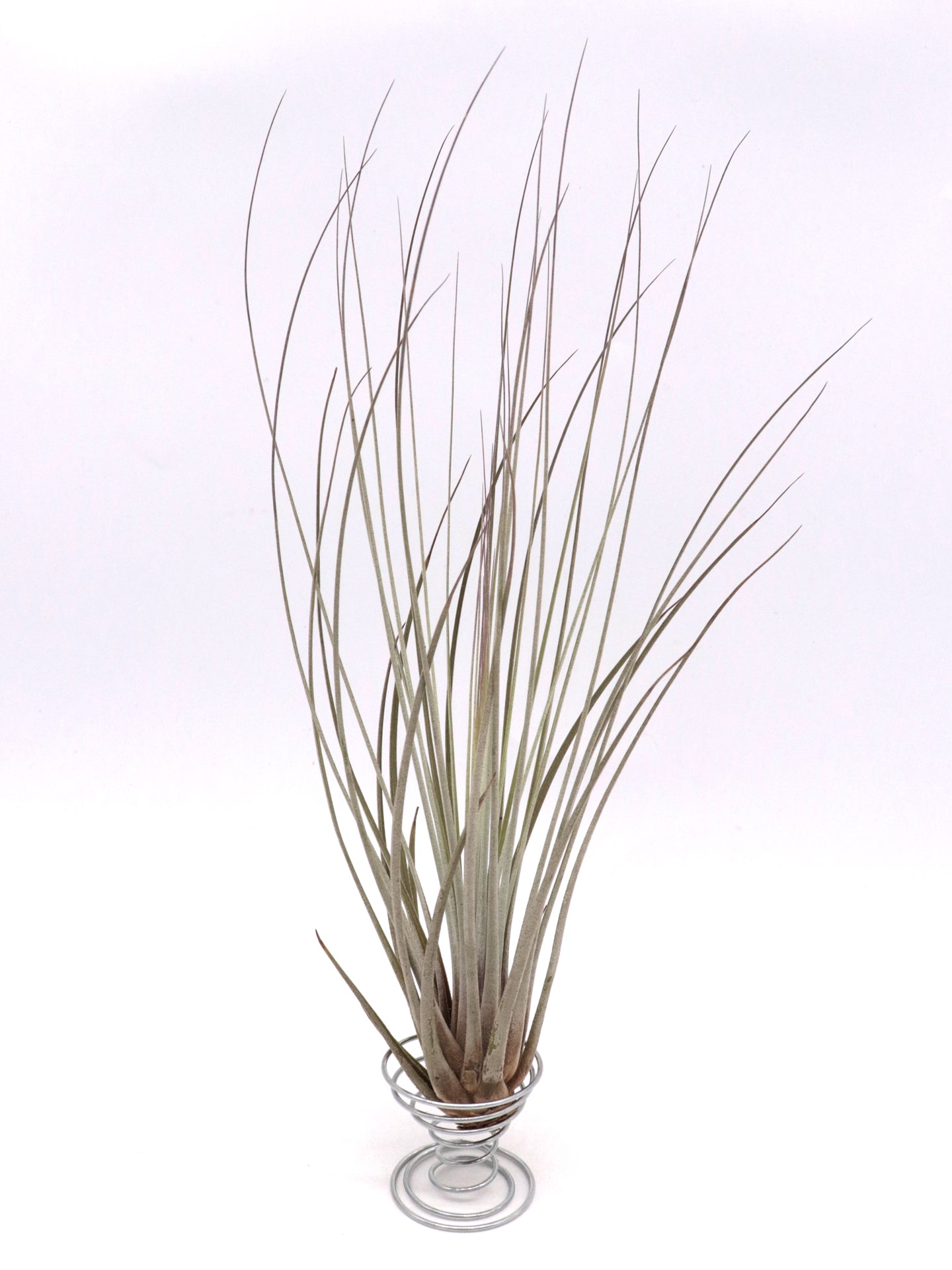 Tillandsia Juncea