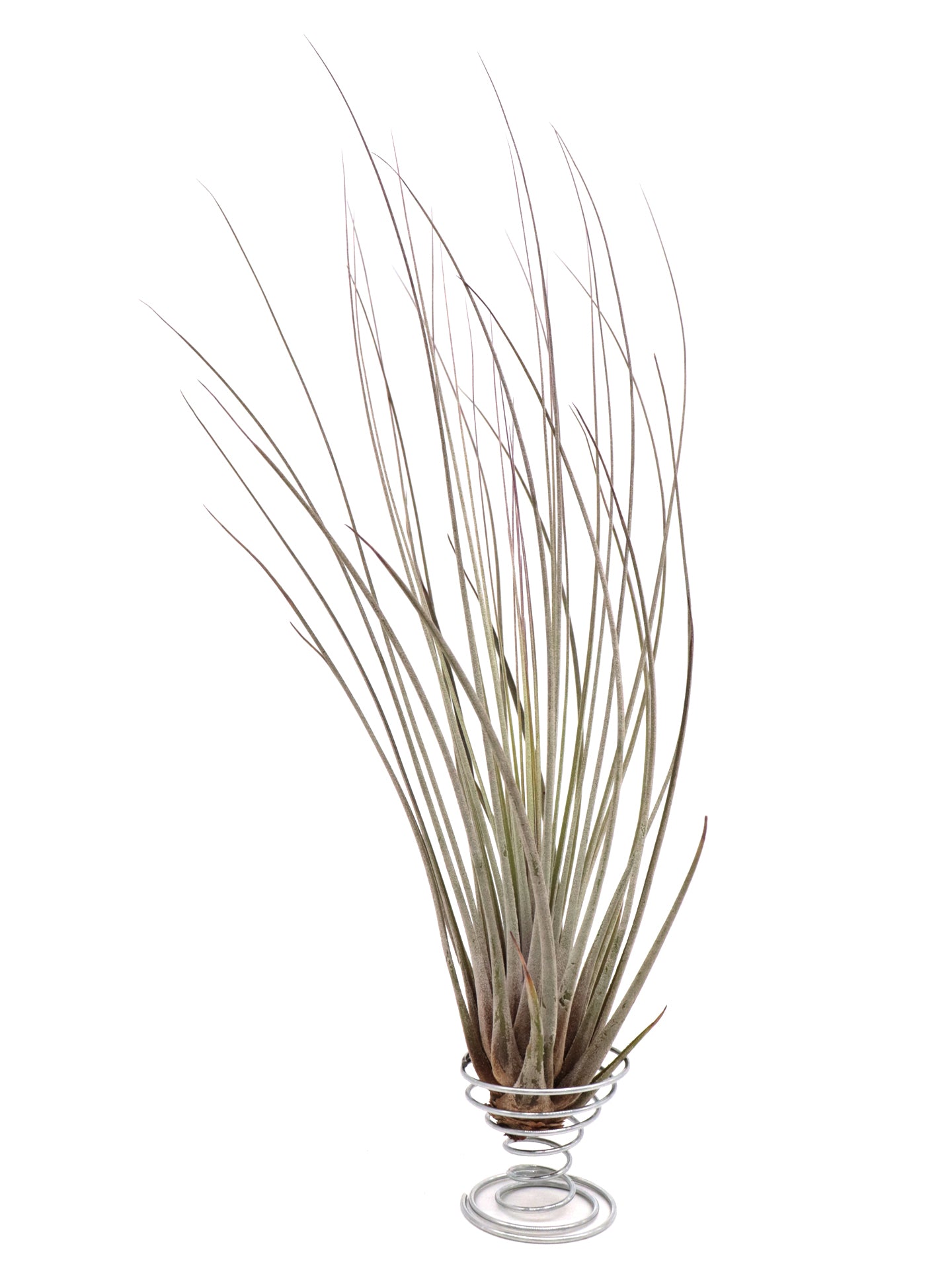 Tillandsia Juncea