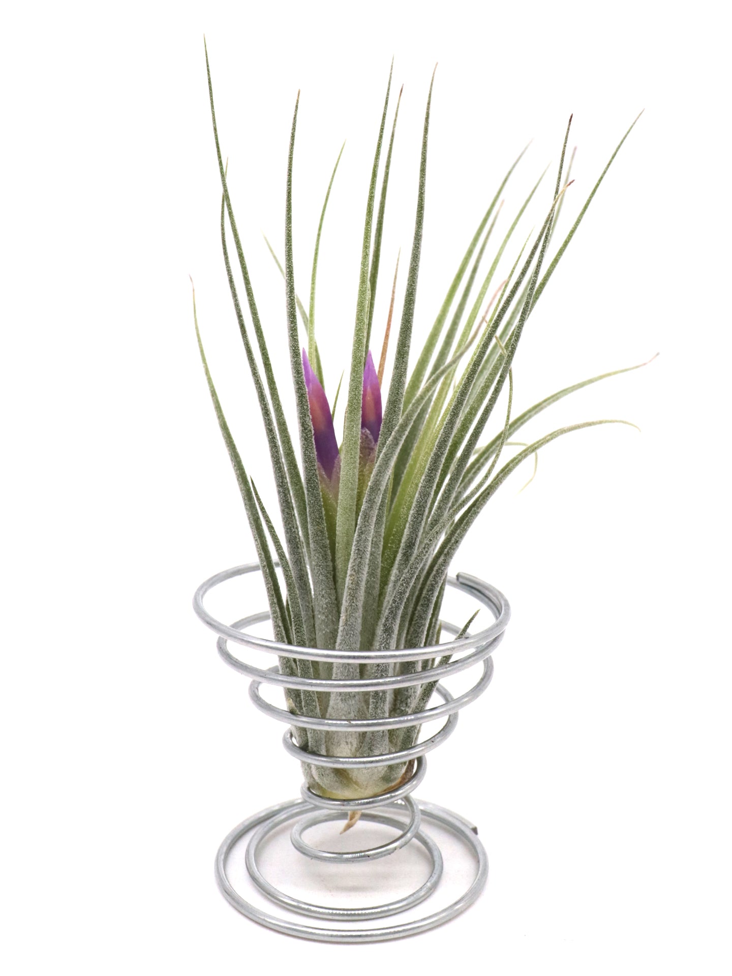 Tillandsia scaposa