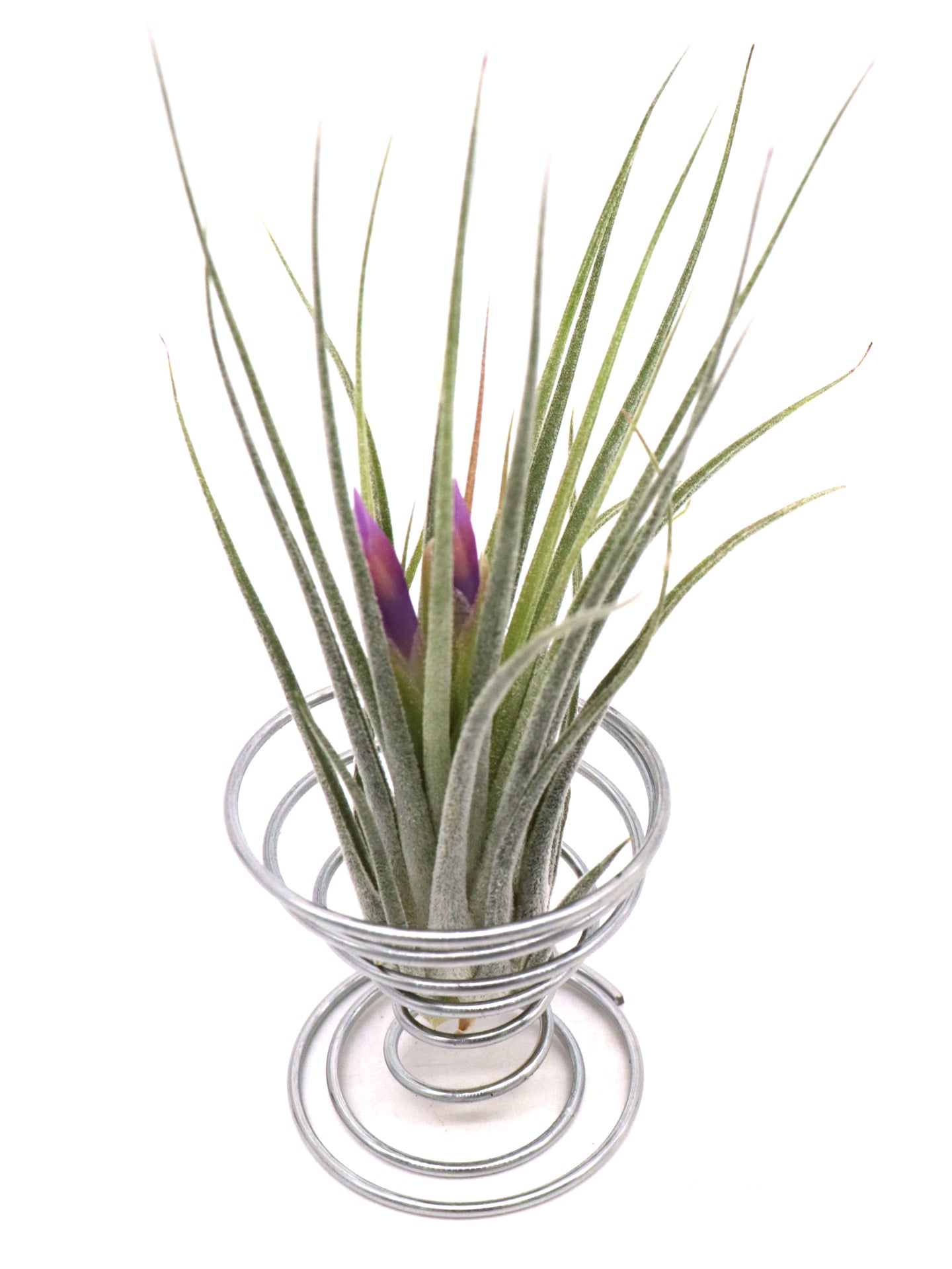 Tillandsia scaposa