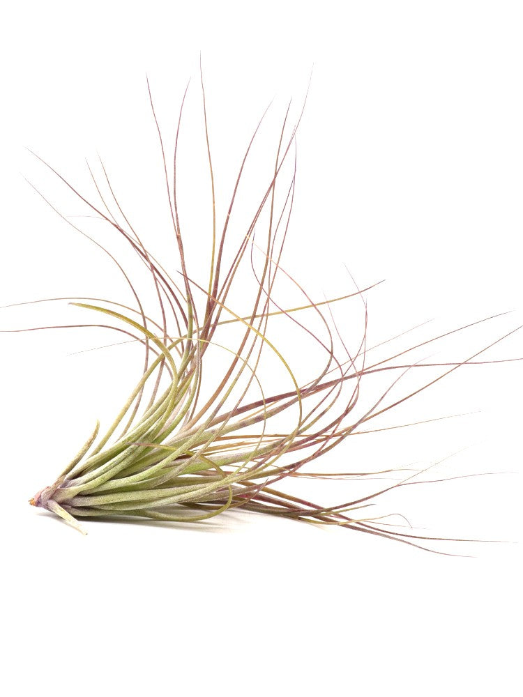 Tillandsia stricta
