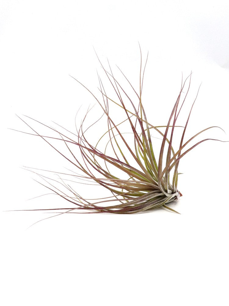 Tillandsia stricta