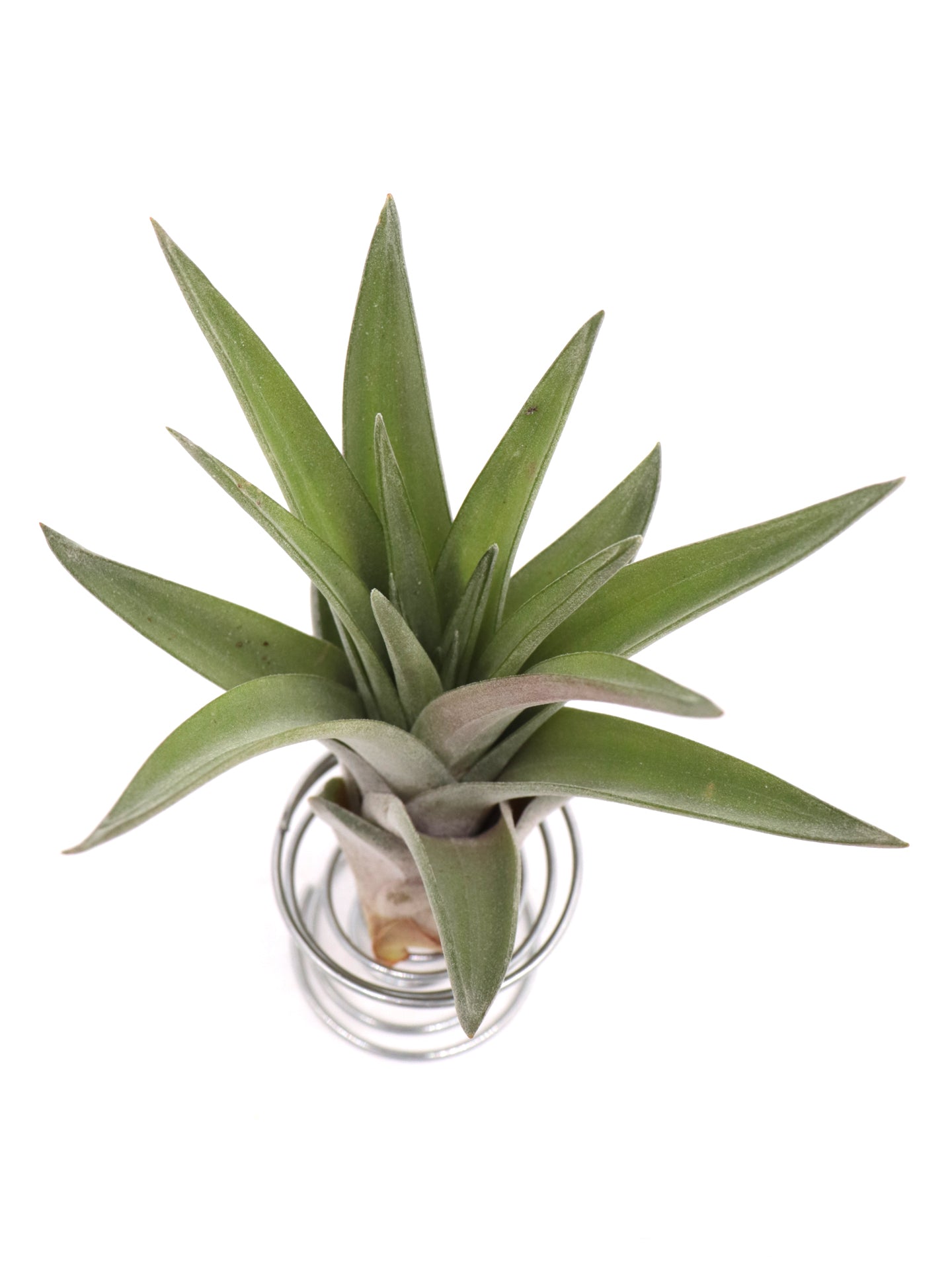 Tillandsia velutina