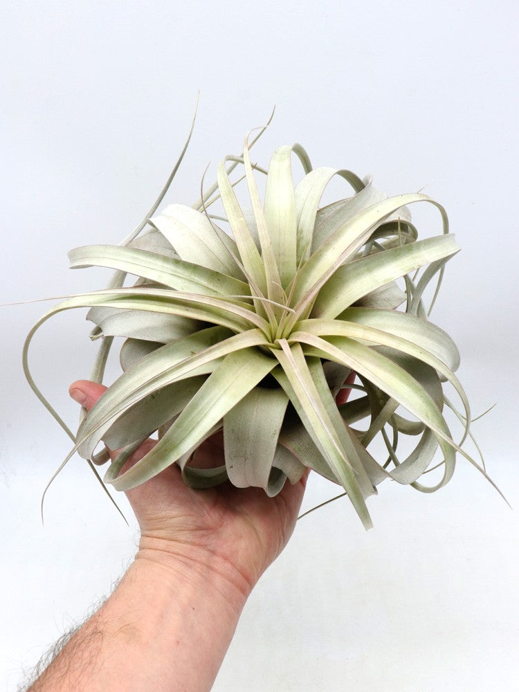 Tillandsia xerografica
