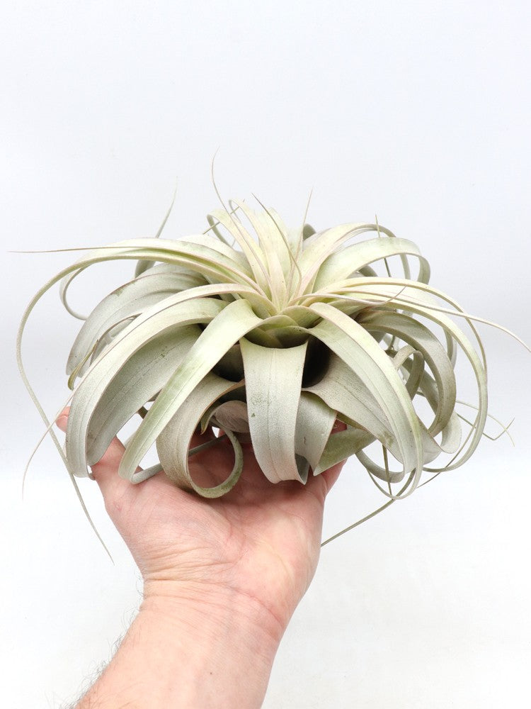 Tillandsia xerografica