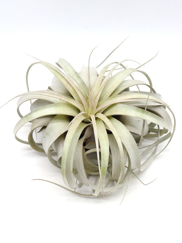 Tillandsia xerografica