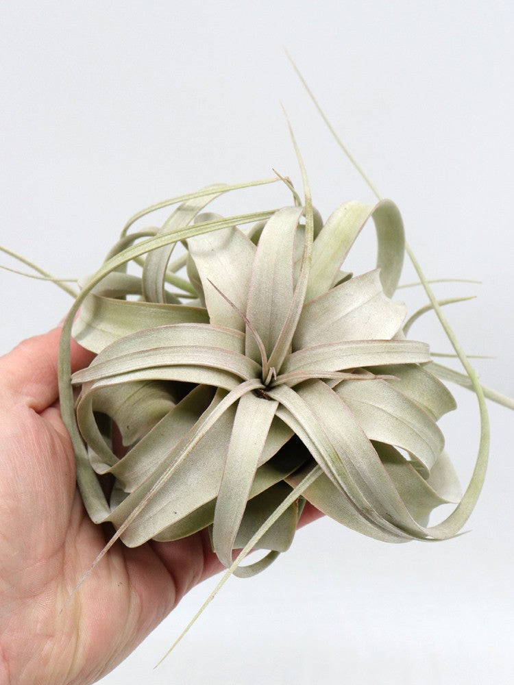 Tillandsia xerografica