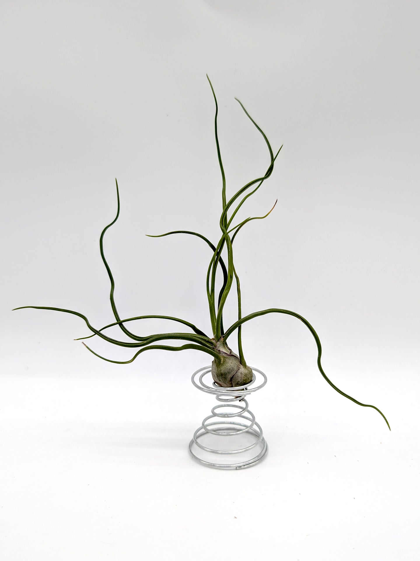 Tillandsia bulbosa