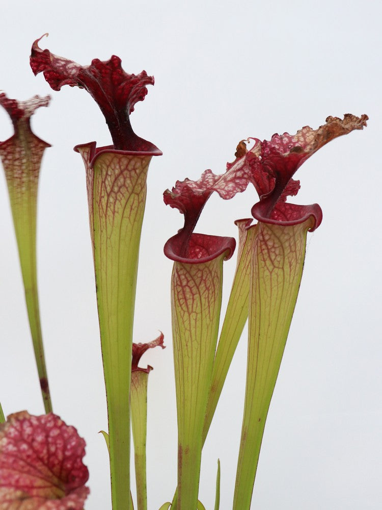 Sarracenia 'Timothy king'  H225 MK