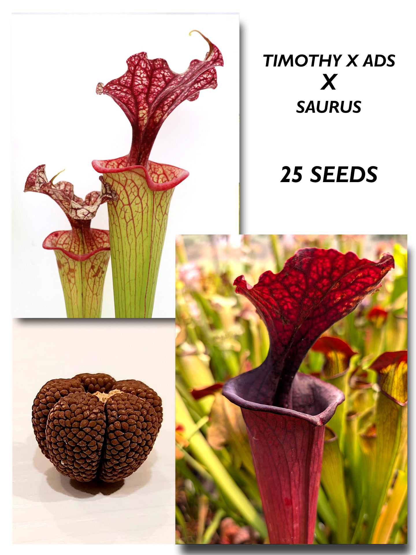 SARRACENIA (TIMOTHY KING X ADS GC SEEDGROWN) X SAURUS