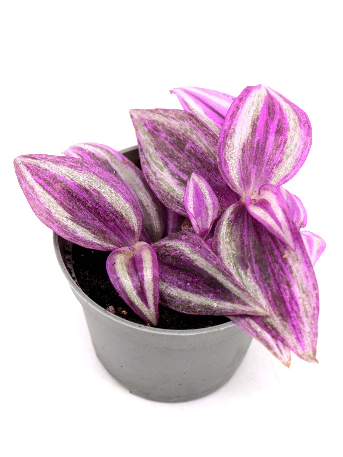 Tradescantia hybrid