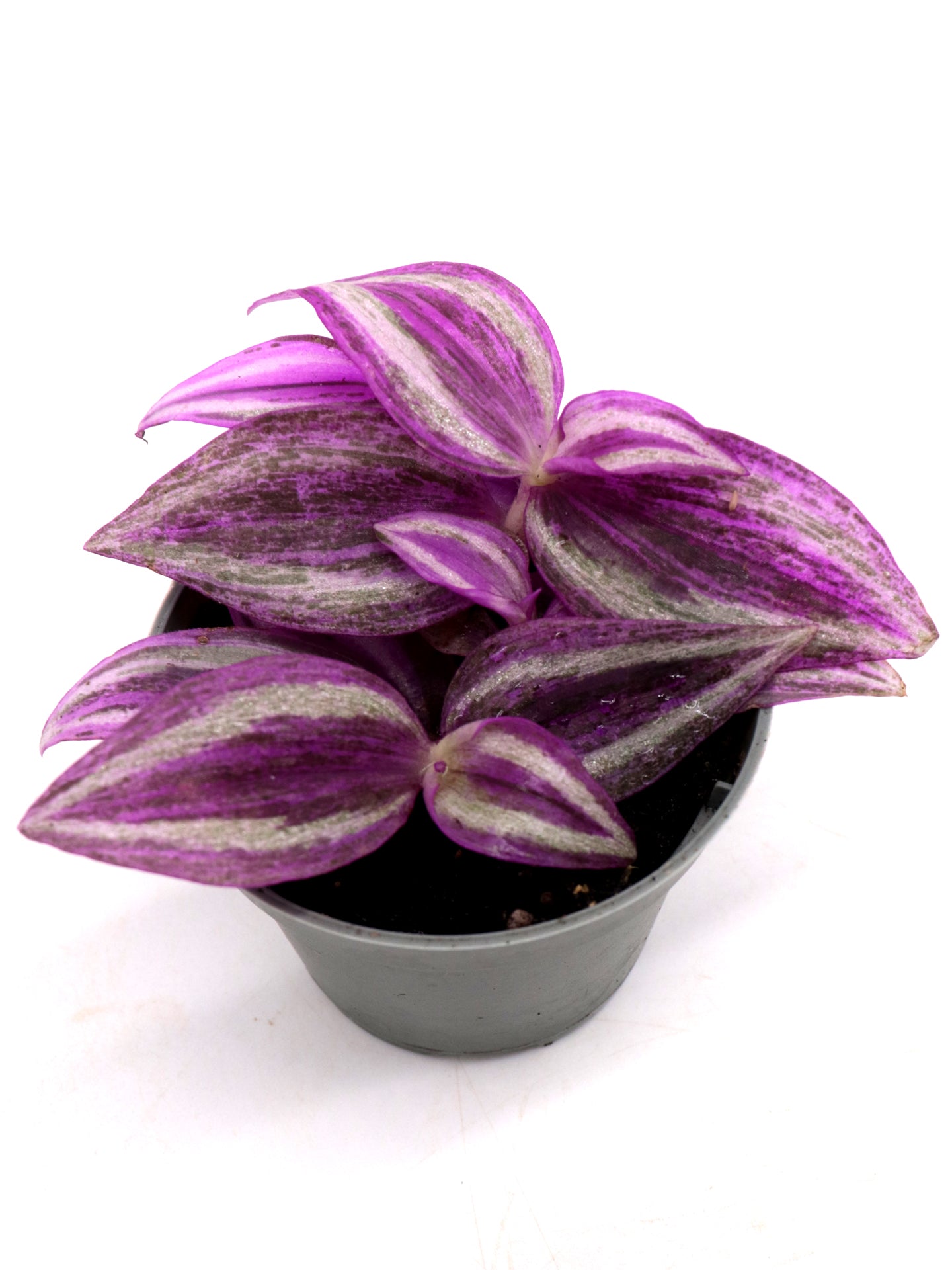 Tradescantia hybrid