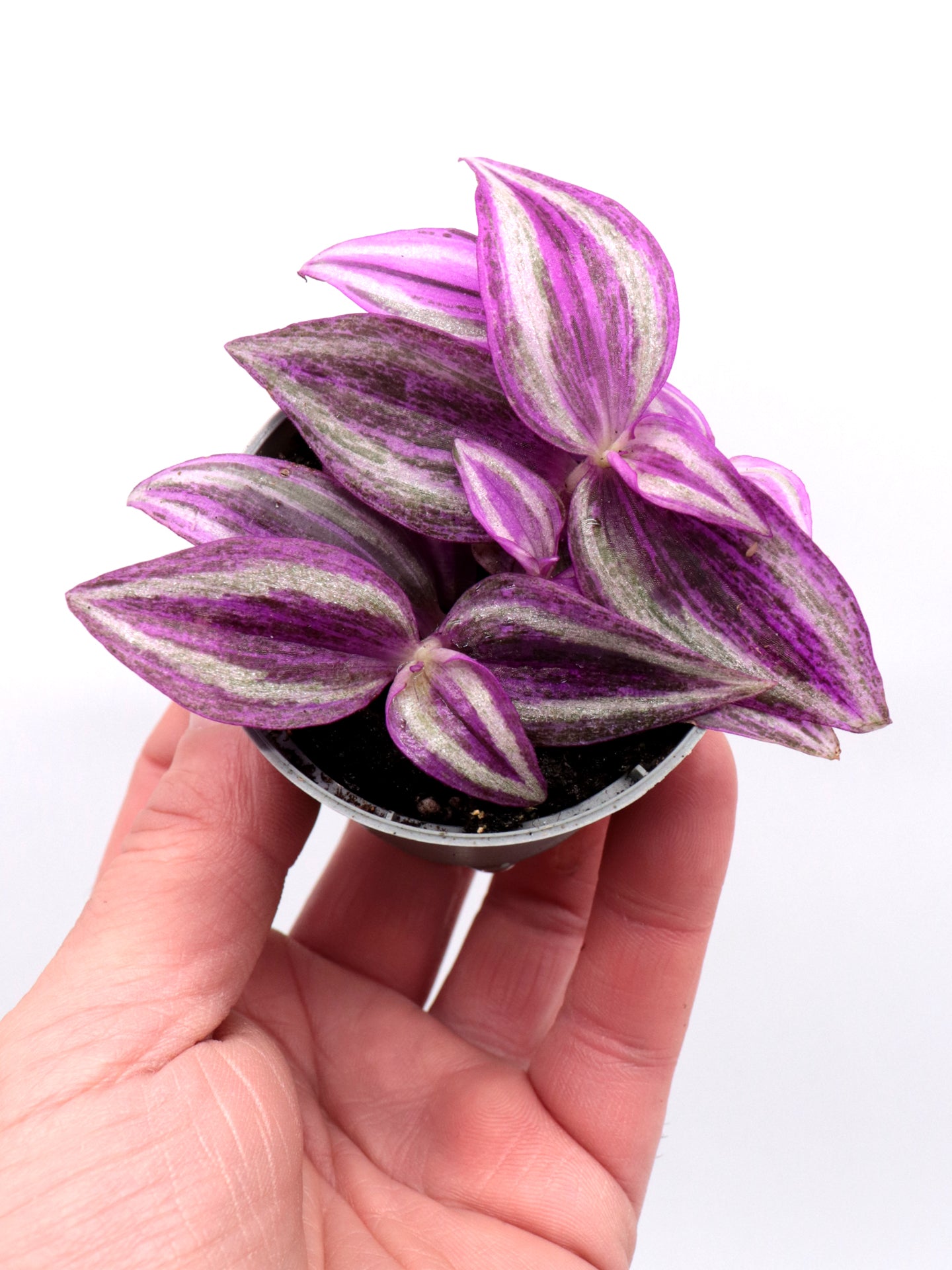 Tradescantia hybrid