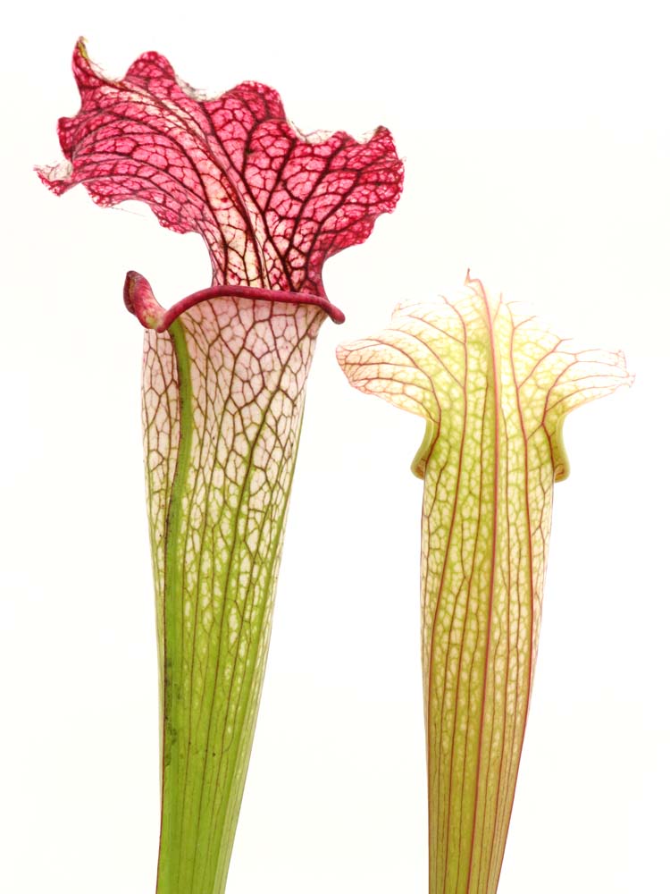 Sarracenia "Trinità"