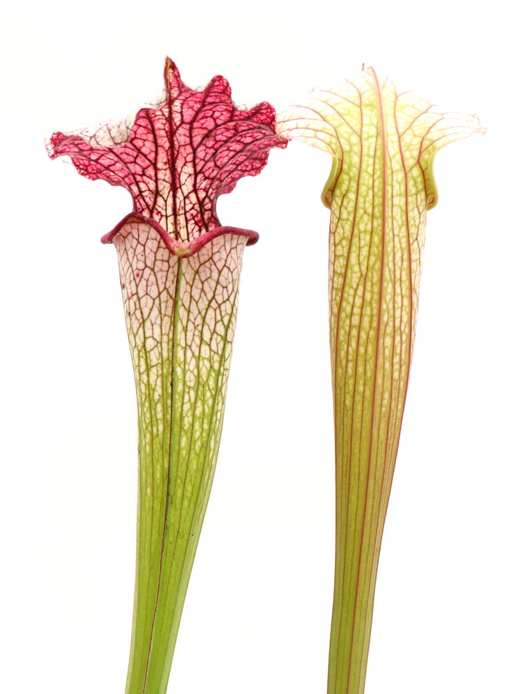 Sarracenia "Trinità"
