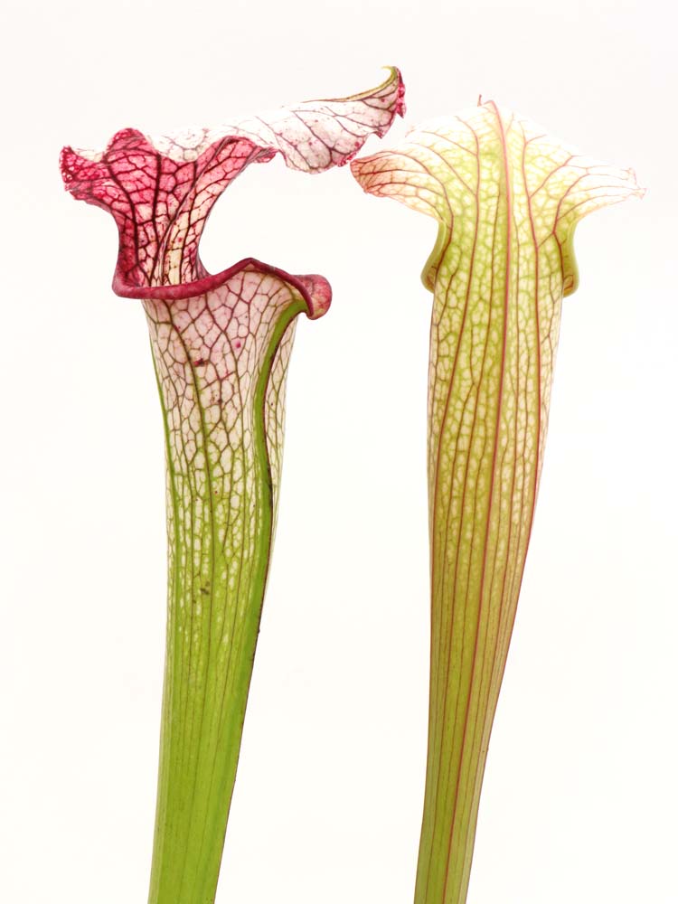 Sarracenia "Trinità"