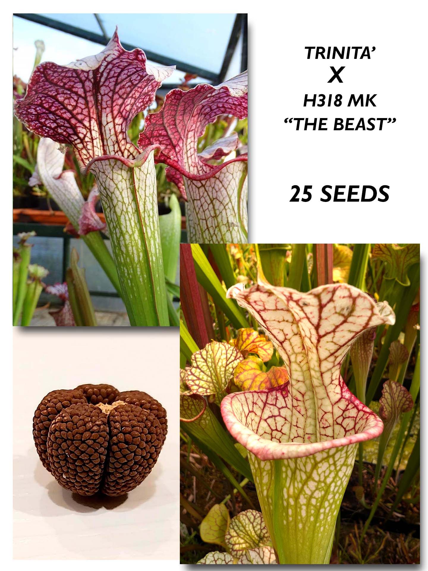 SARRACENIA "TRINITA'" X "THE BEAST" H318 MK