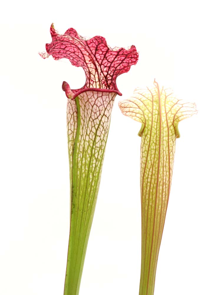 Sarracenia "Trinità"
