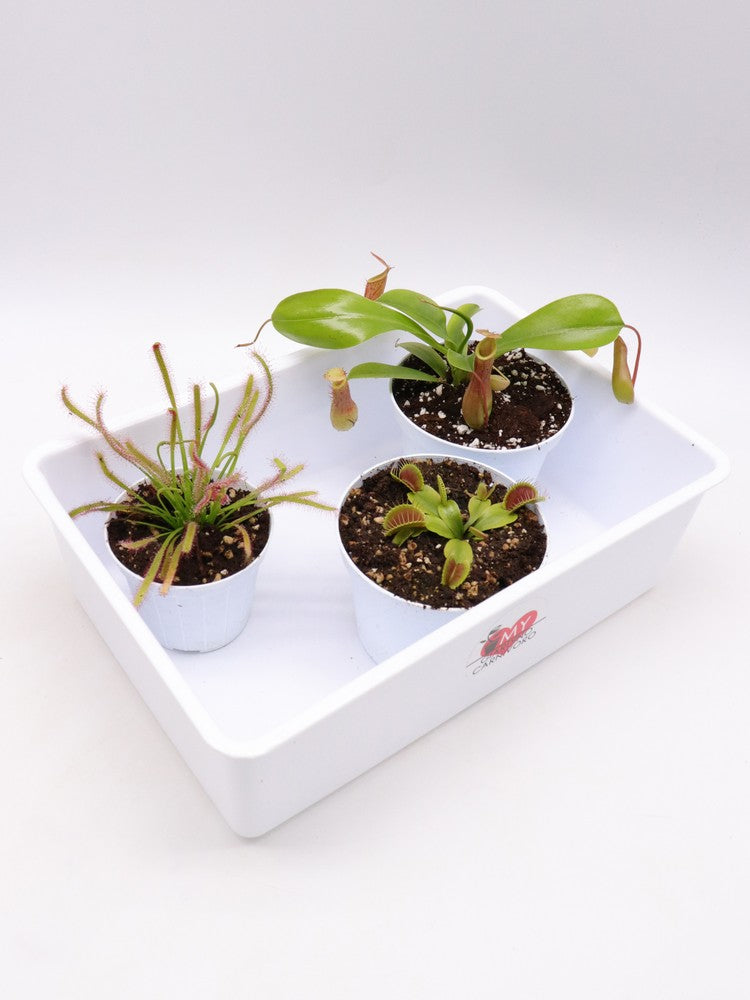 Tris carnivoro Nepenthes x "Ventrata"