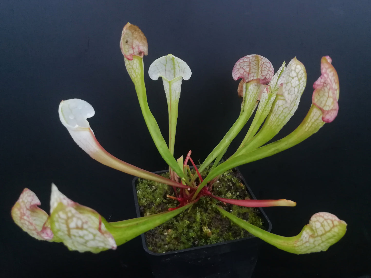 Sx Umlauftiana "Alba"