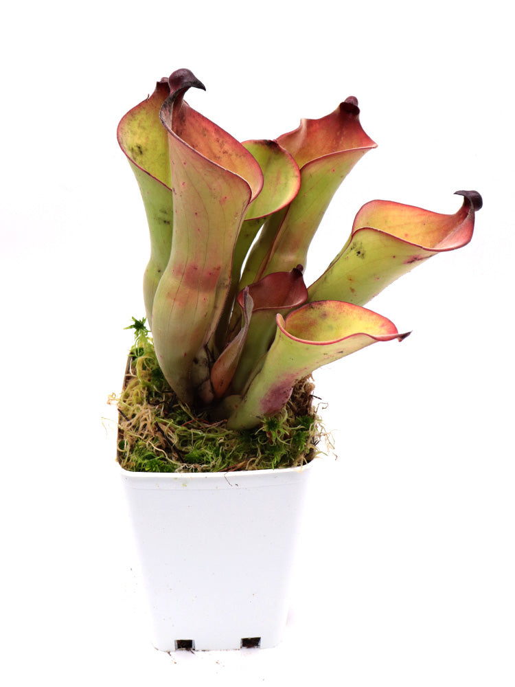 Heliamphora uncinata Northern Rock Wall near Amuri Cliff