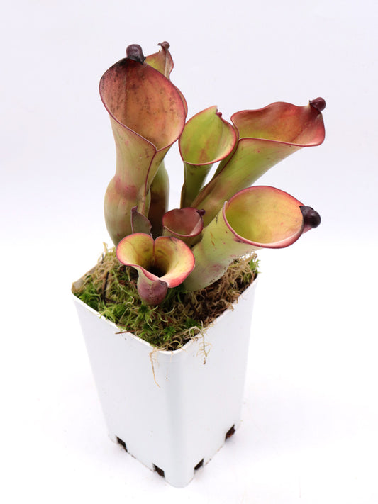 Heliamphora uncinata  Amuri tepui , Venezuela