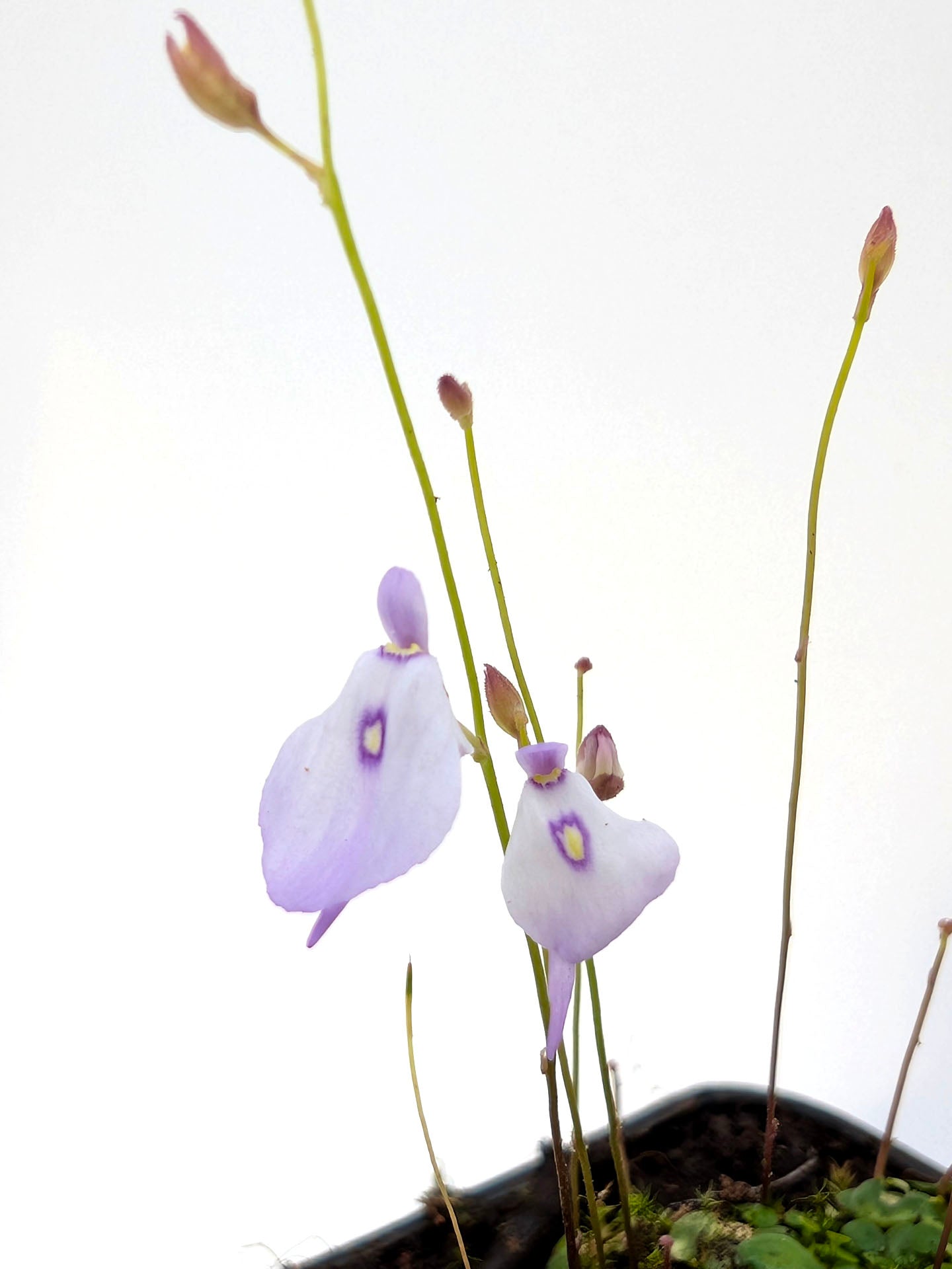Utricularia pubescens