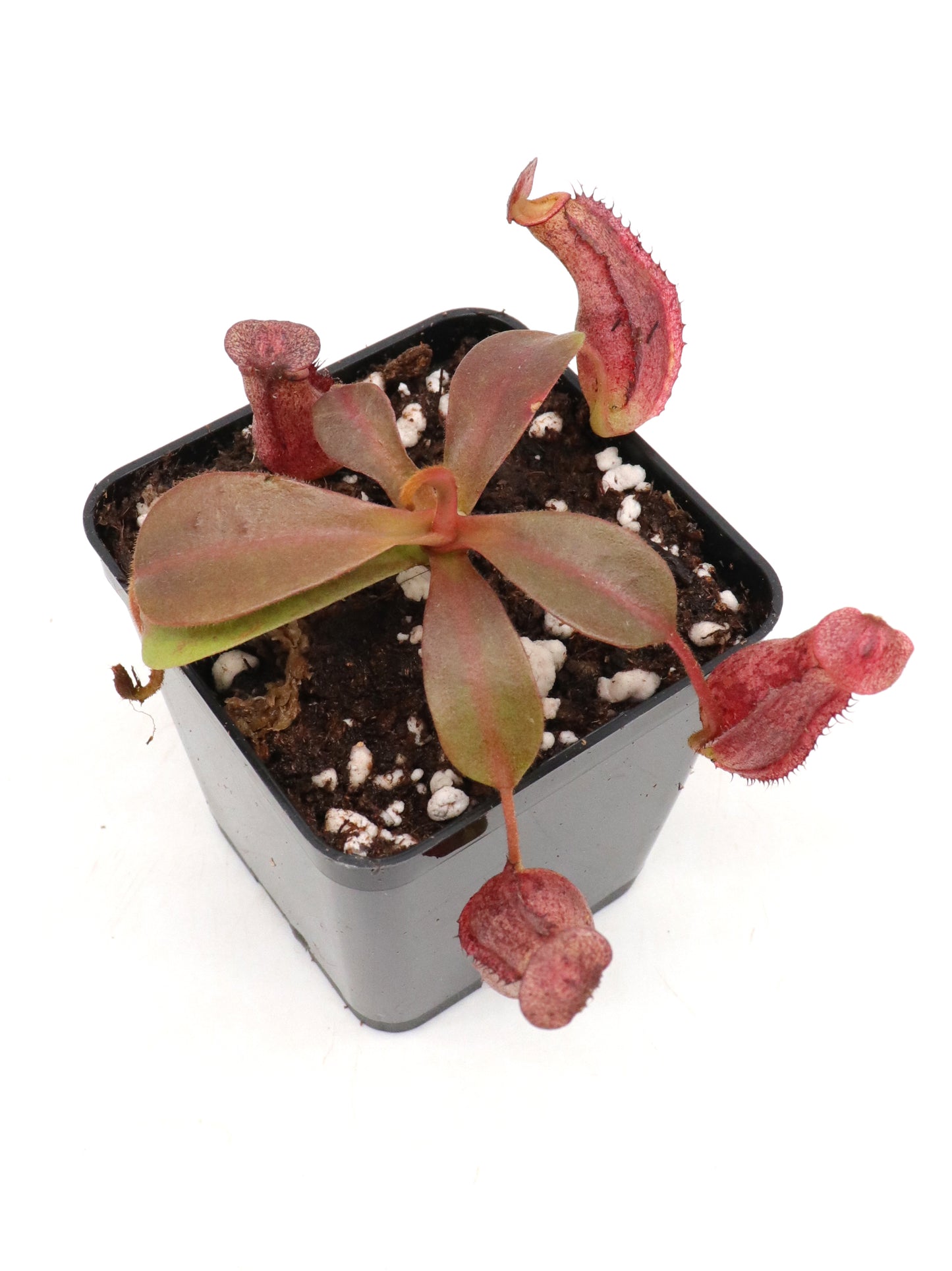 Nepenthes lowii x veitchii "Striped Peristome"