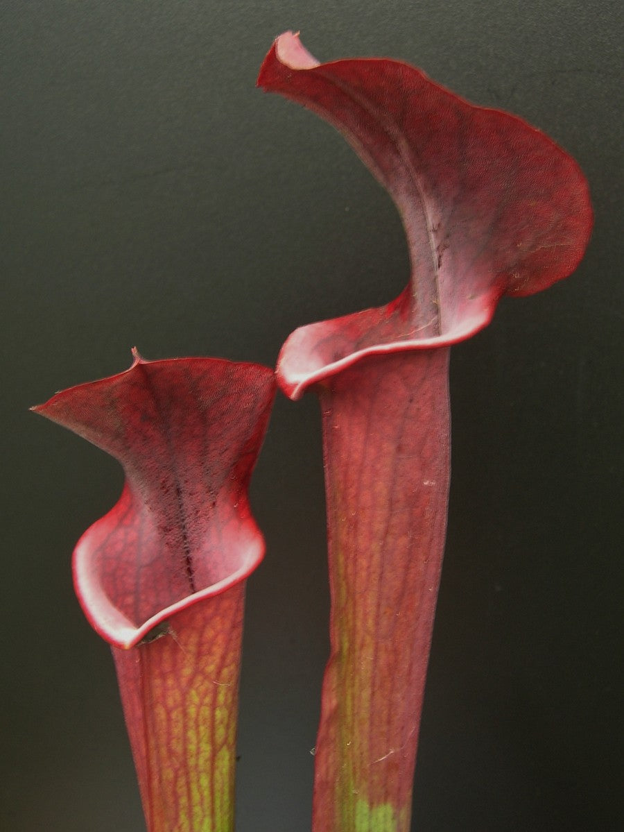 H3 GC S.x "Velvet"