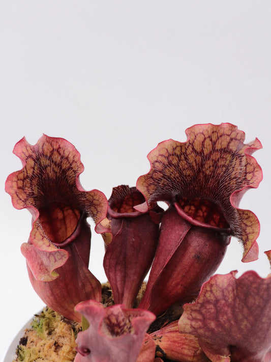 Sarracenia purpurea ssp. venosa  Brunswick Co.