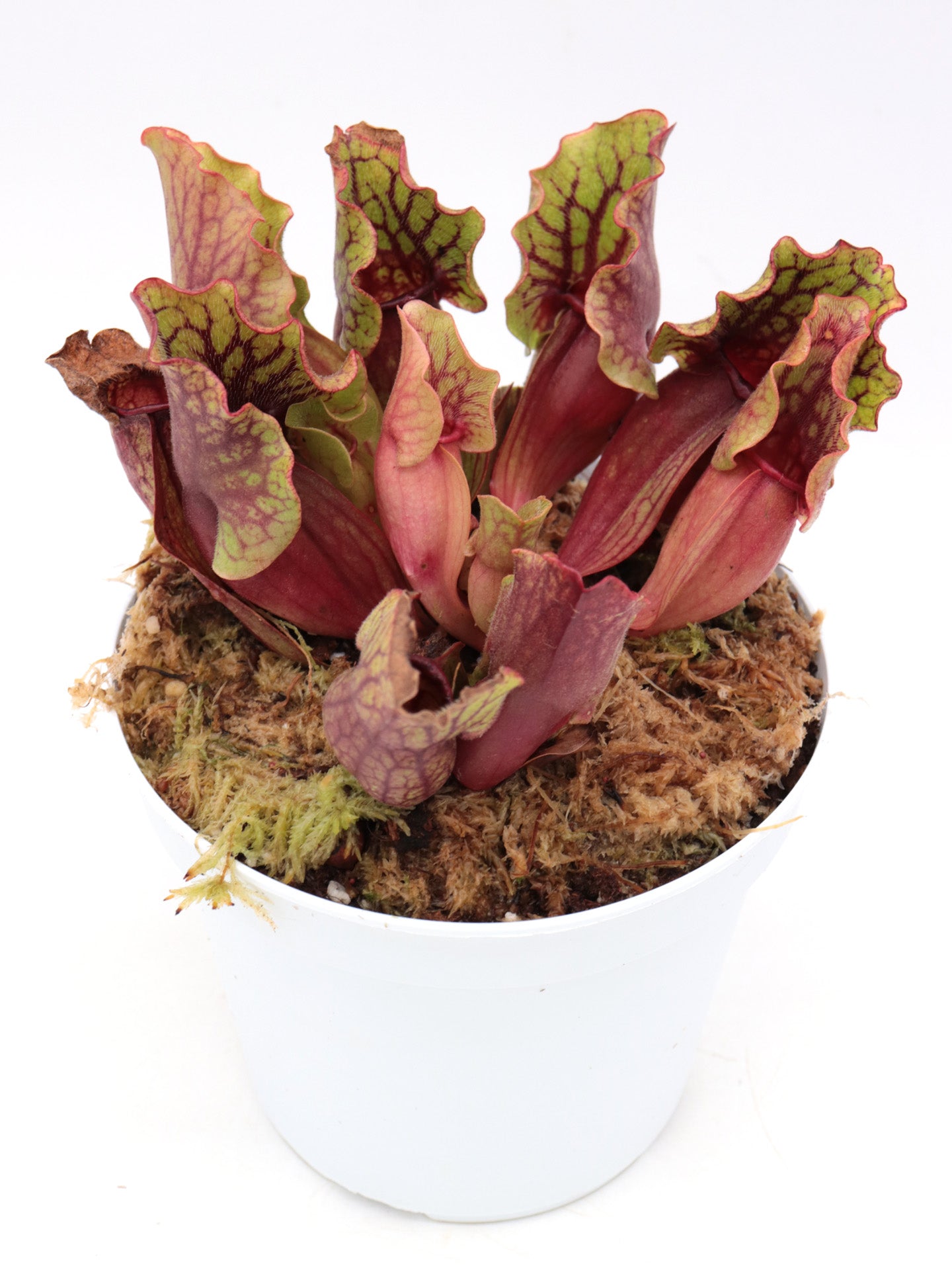 Sarracenia purpurea ssp. venosa Reedy Creek, Caroline Co.