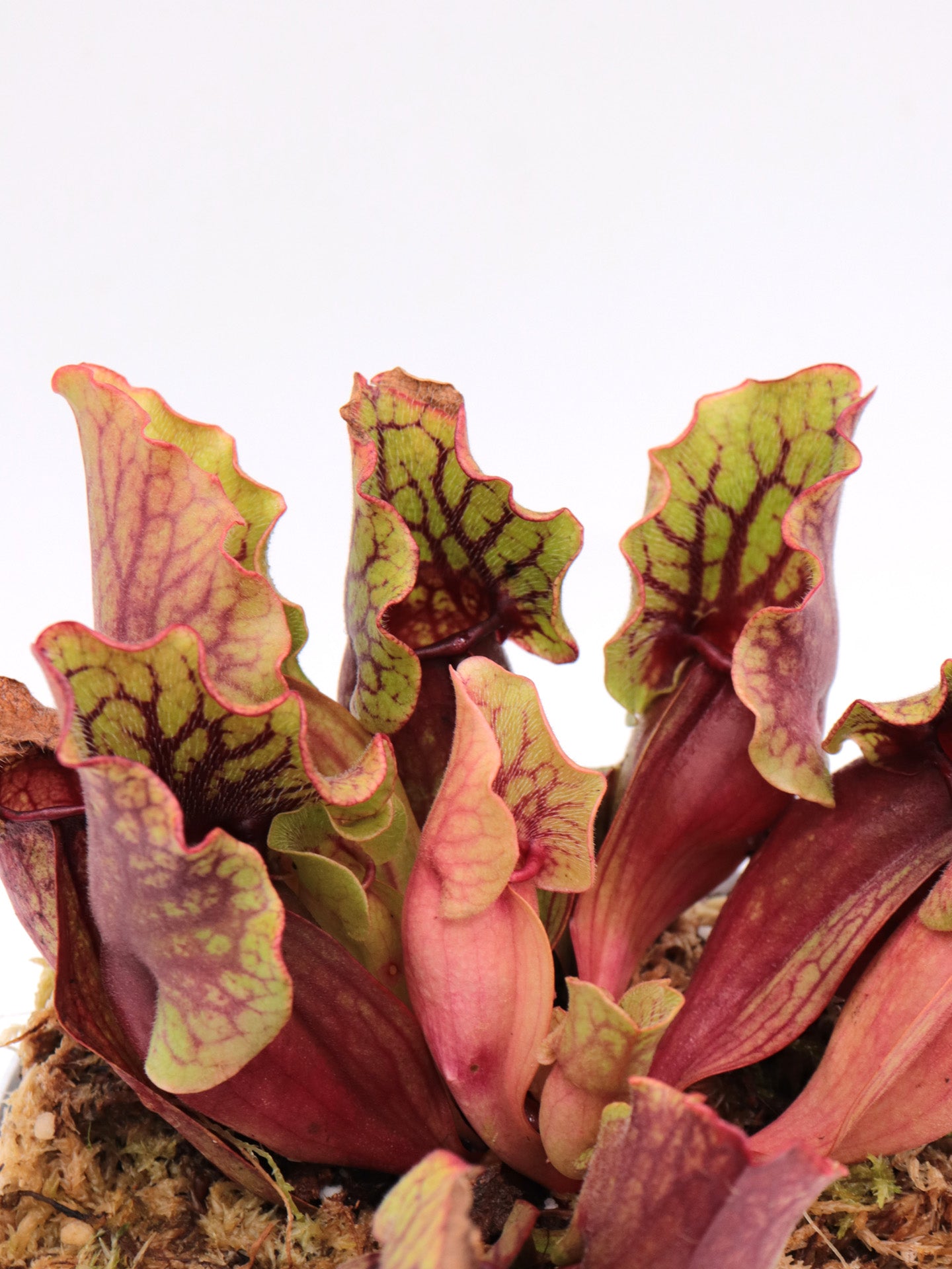 Sarracenia purpurea ssp. venosa Reedy Creek, Caroline Co.