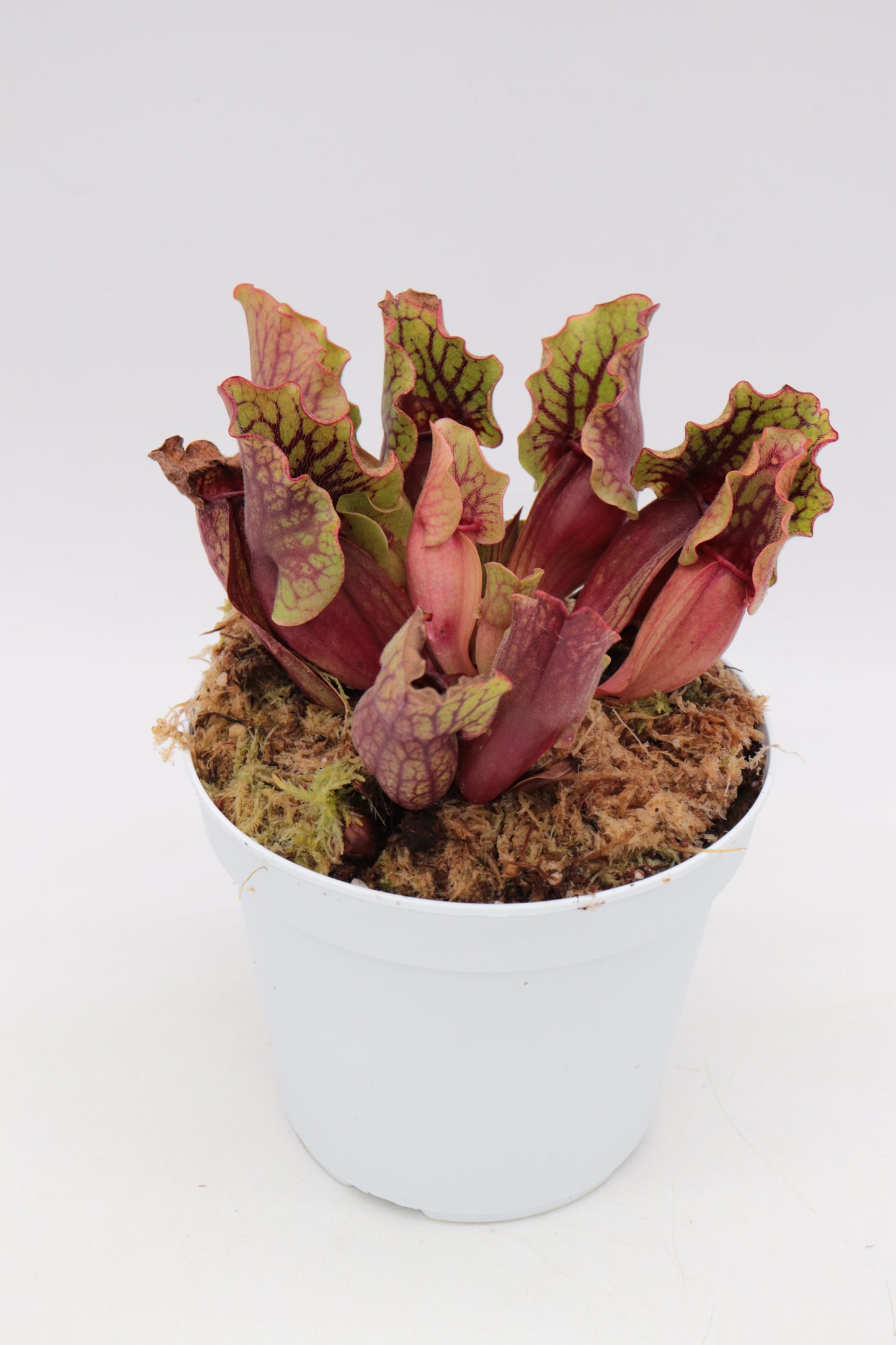 Sarracenia purpurea ssp. venosa Reedy Creek, Caroline Co.