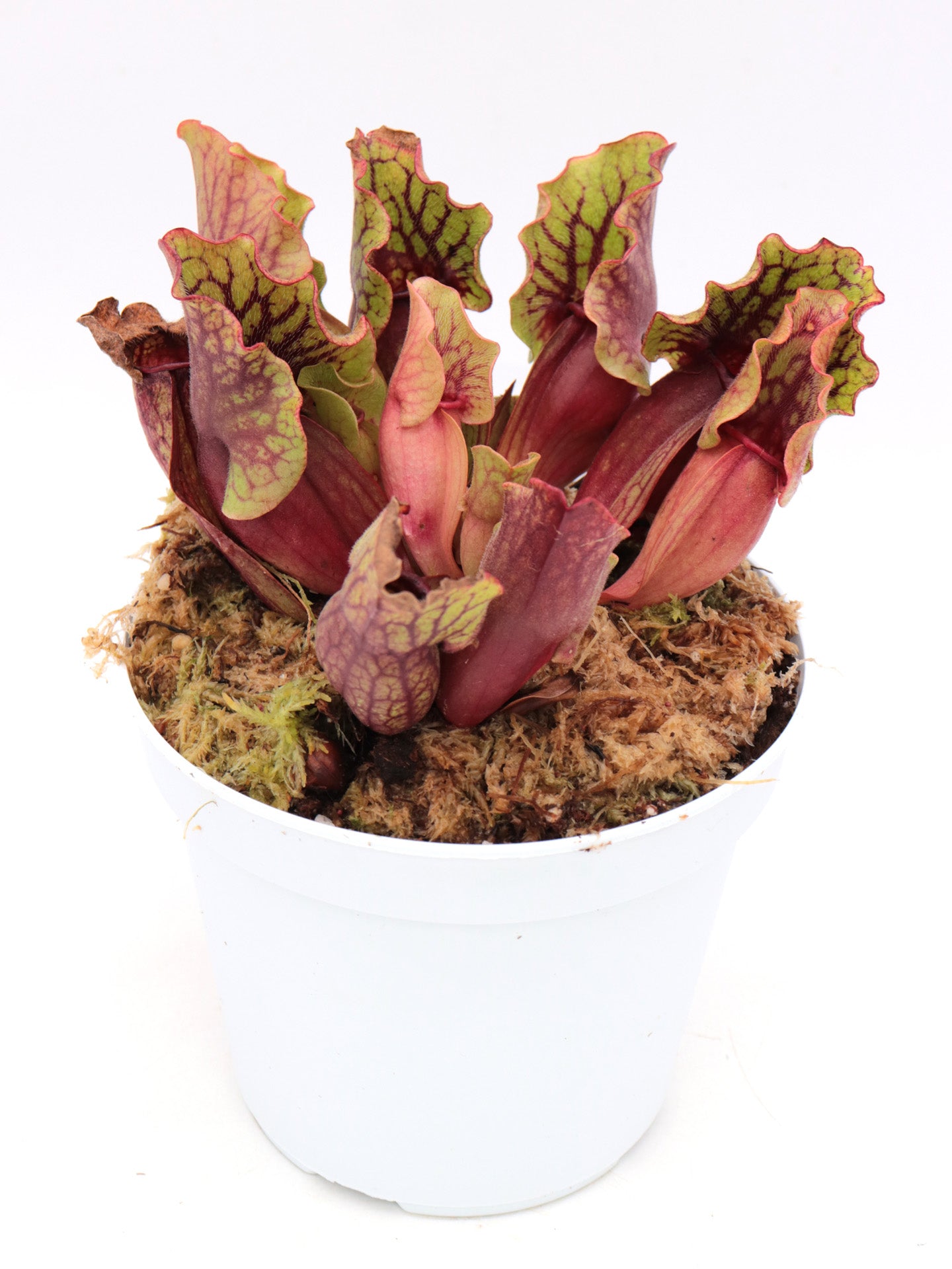 Sarracenia purpurea ssp. venosa Reedy Creek, Caroline Co.