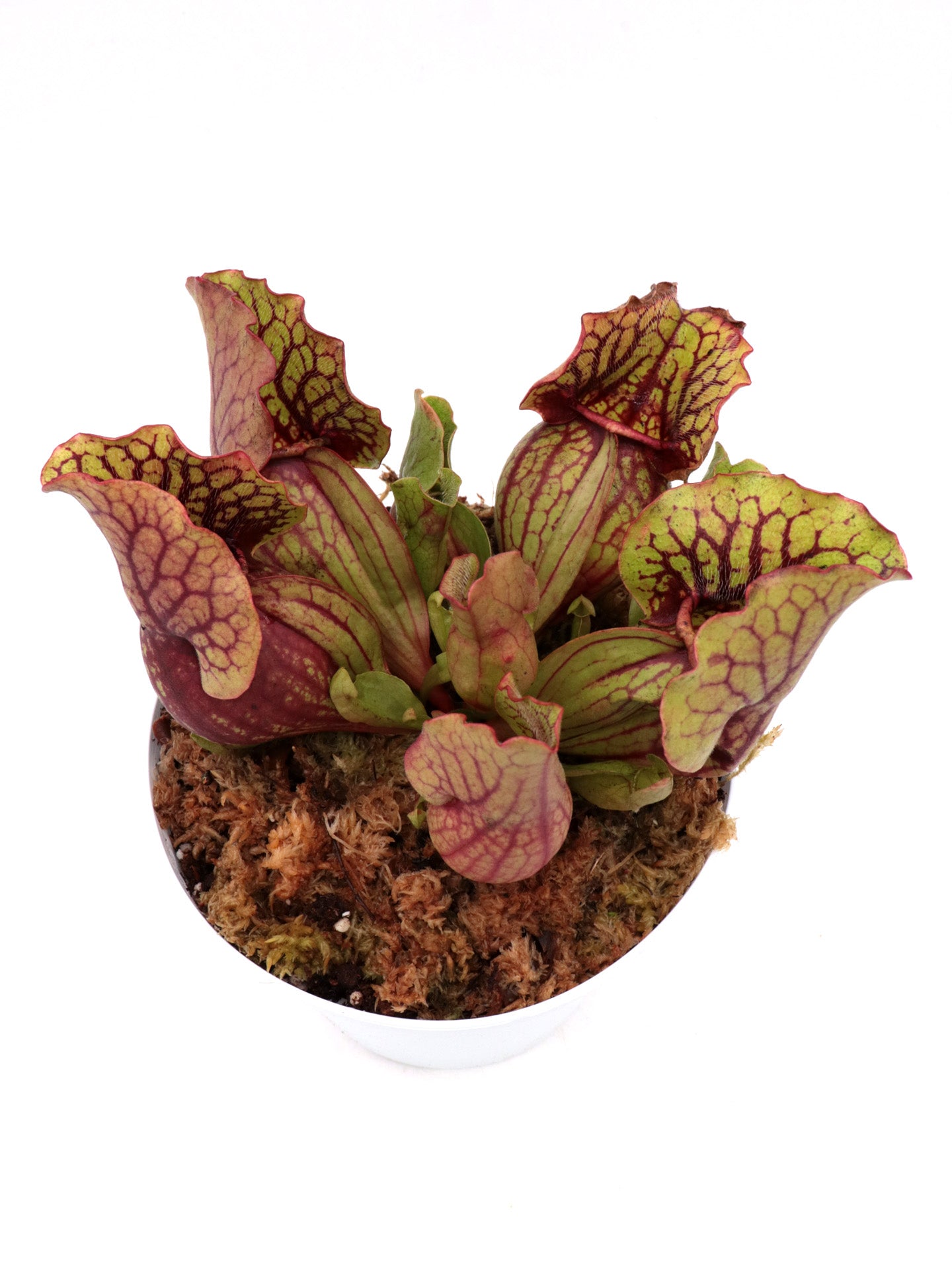 Sarracenia purpurea ssp. venosa Ruffled Lid x montana Tom's Swamp