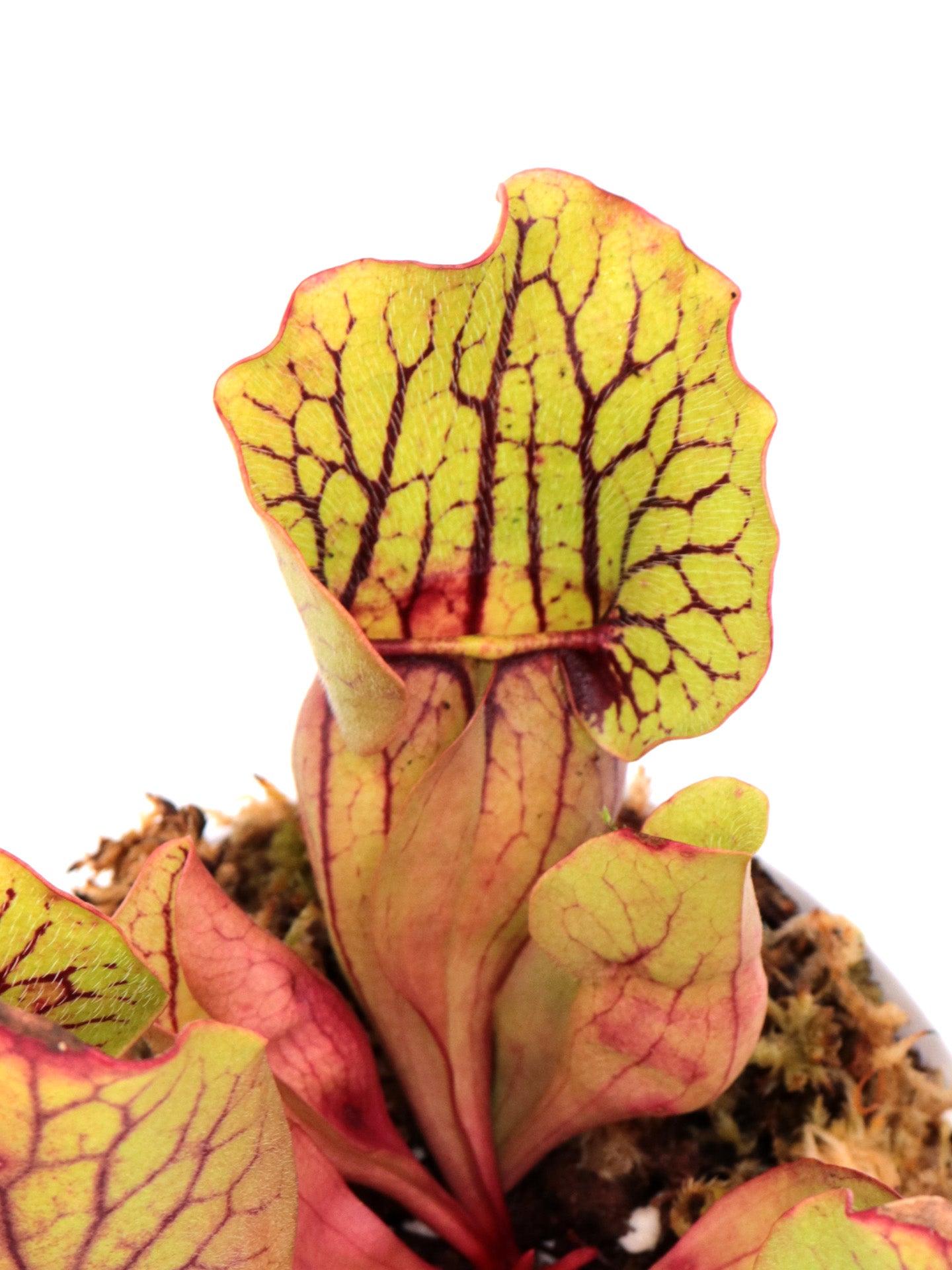 Sarracenia purpurea ssp. venosa Sheely Pond x montana Tom's Swamp
